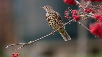 Mistle thrush perched on twig of berry-covered tree