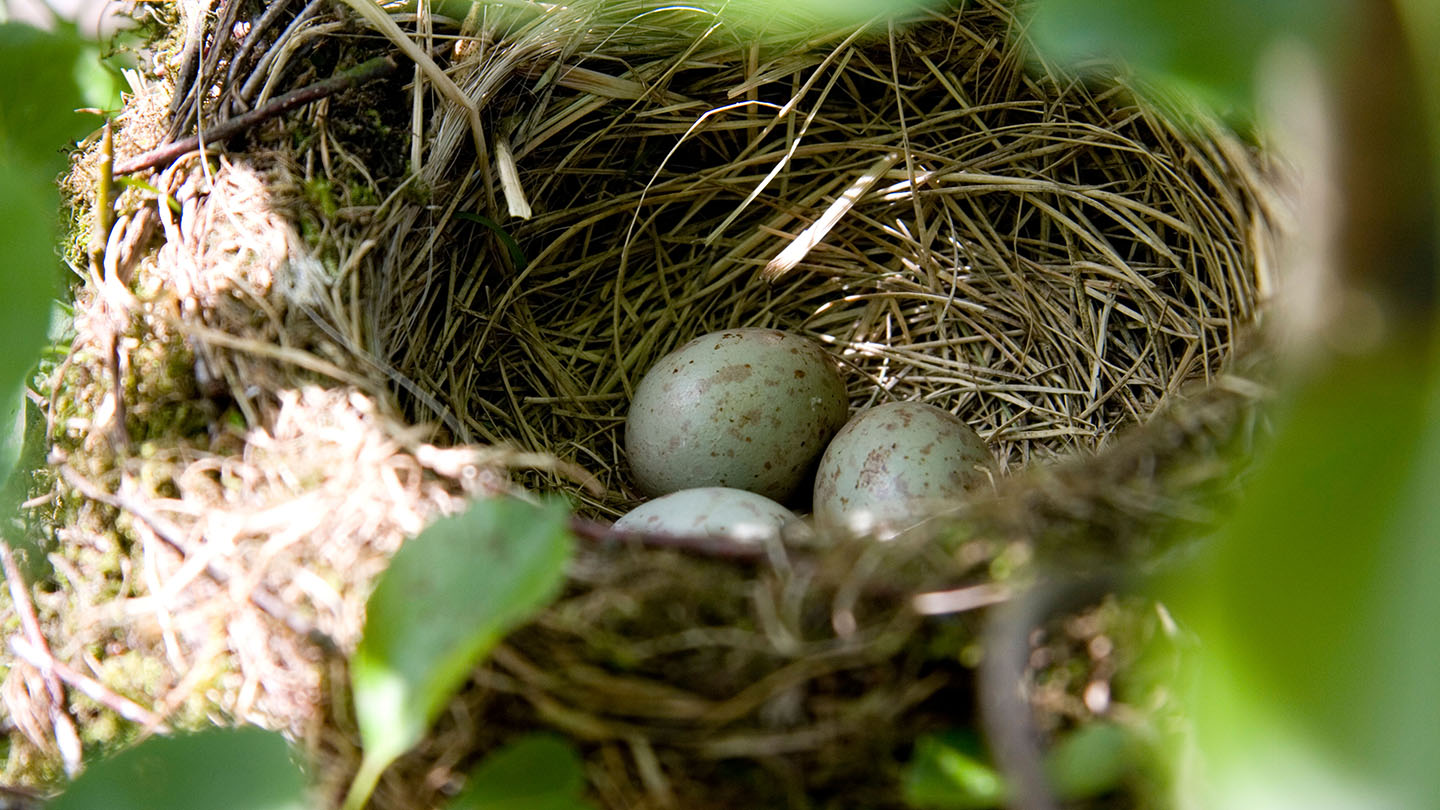 mistle-thrush-eggs-nest-alamy-