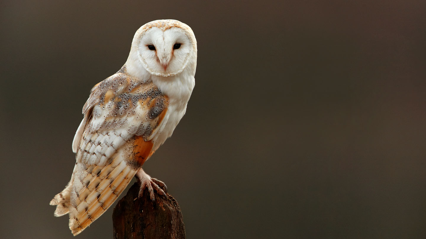 Barn Owl British Birds Woodland Trust