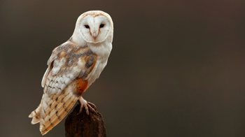 Barn owl on post Barn owl on post