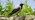 Hooded crow stood on a stone wall