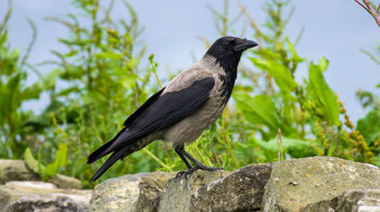 Hooded crow stood on a stone wall