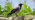 Hooded crow stood on a stone wall