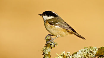 Coal tit perched on a lichen-covered branch