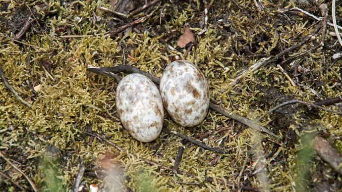 Nightjar eggs in a mossy nest