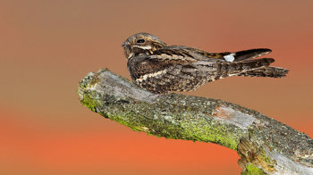 Nightjar male perched on a branch at dusk