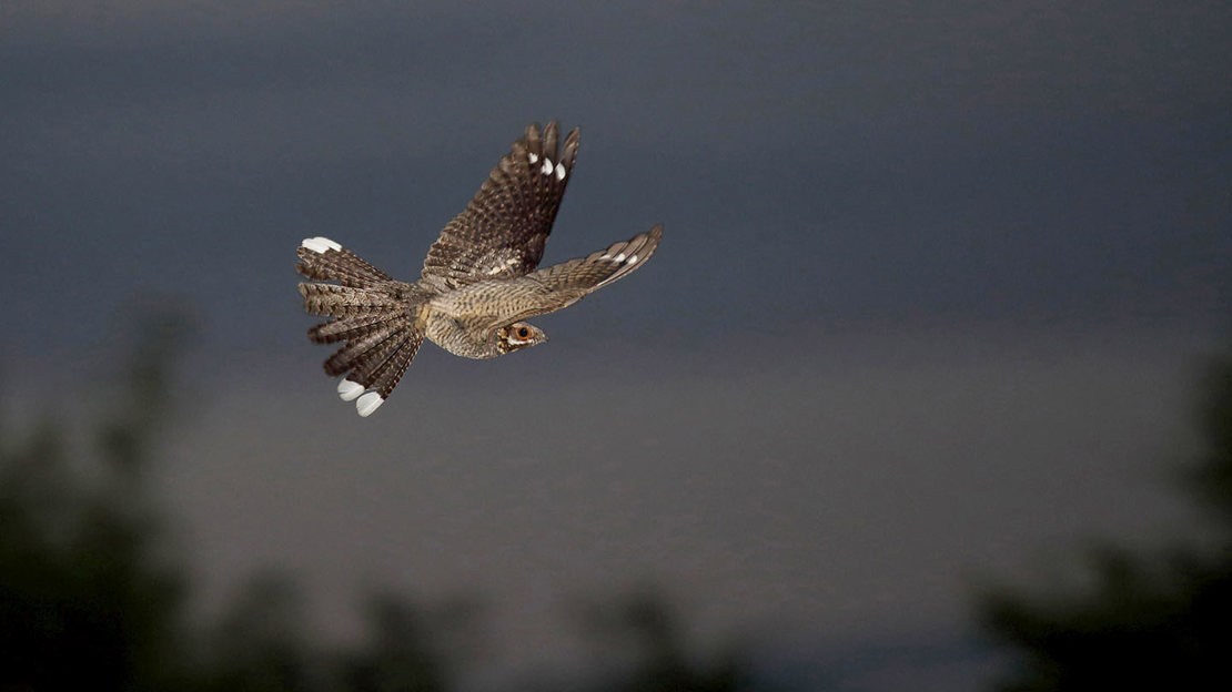 Nightjar male in flight at night