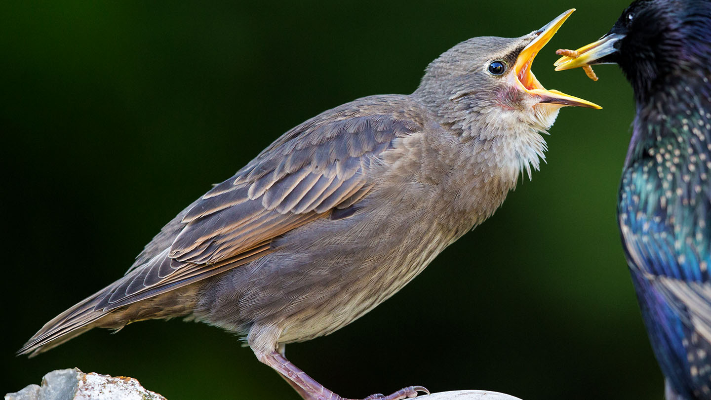 Starling - British Birds - Woodland Trust