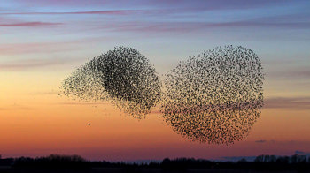 Starling flock murmurations at sunset Starling flock murmurations at sunset