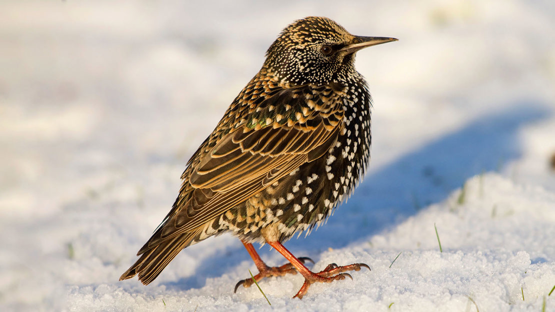 Starling standing on snow