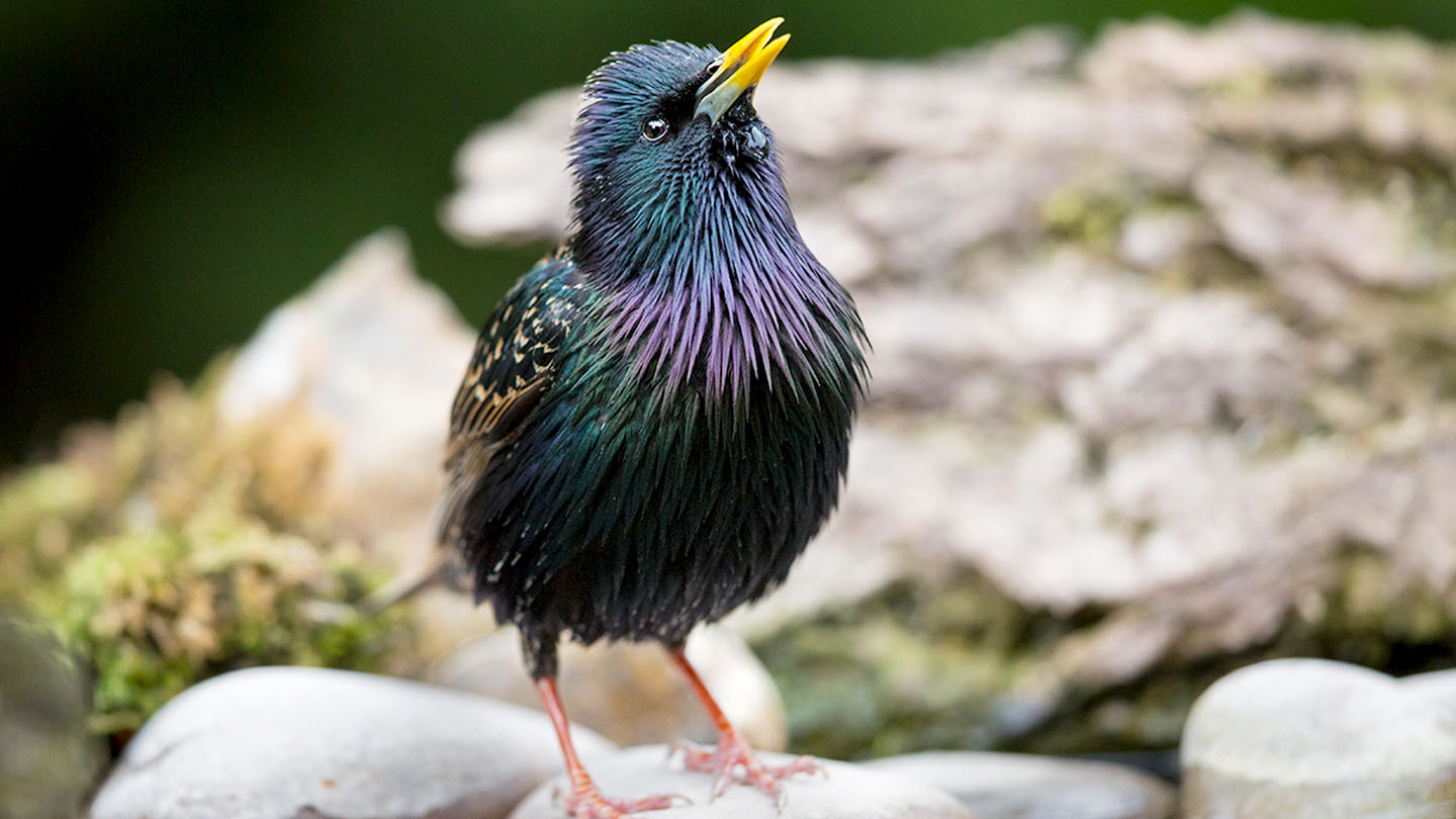 Starling - British Birds - Woodland Trust