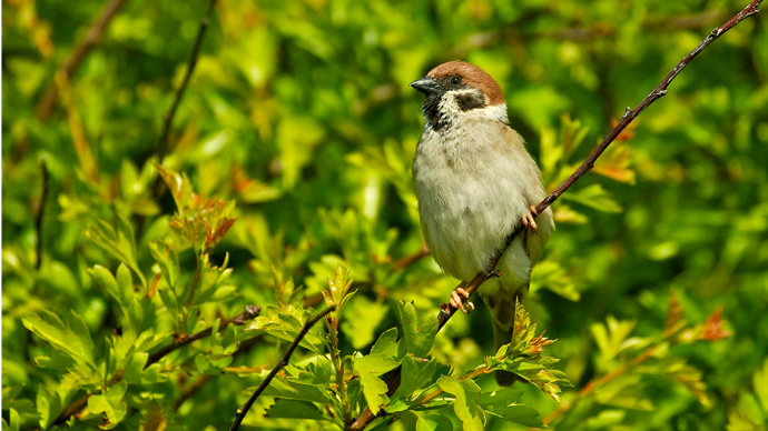Tree sparrow in hawthorn tree