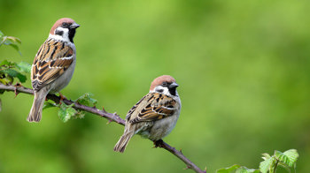 Two tree sparrows perched on bramble branch Two tree sparrows perched on bramble branch