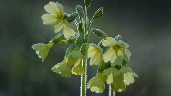 Oxlip Oxlip