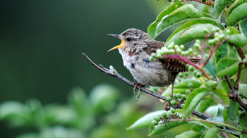 Wren singing in tree