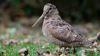 Woodcock stood on woodland floor