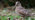 Woodcock stood on woodland floor