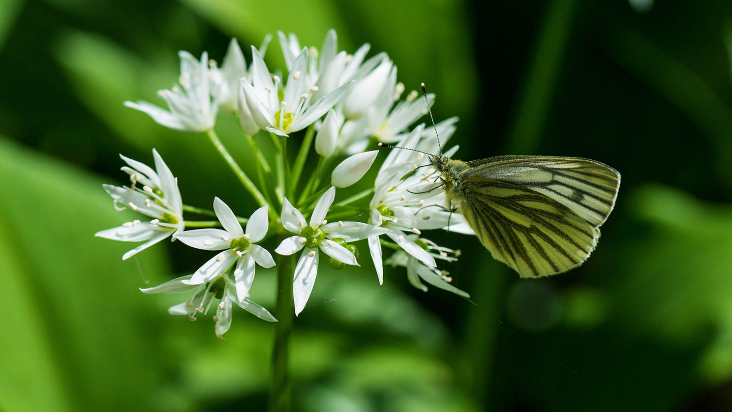 Wild Garlic Bulbs