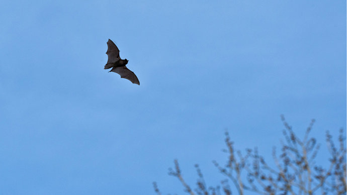 Barbastelle bat in flight before sunset