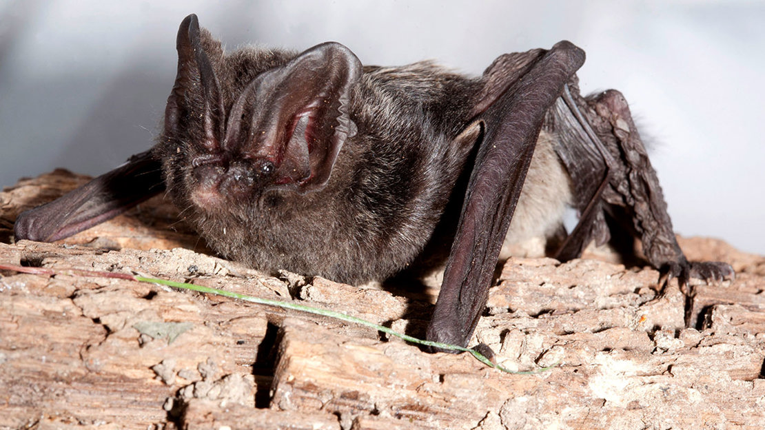 Barbastelle bat on log against white background