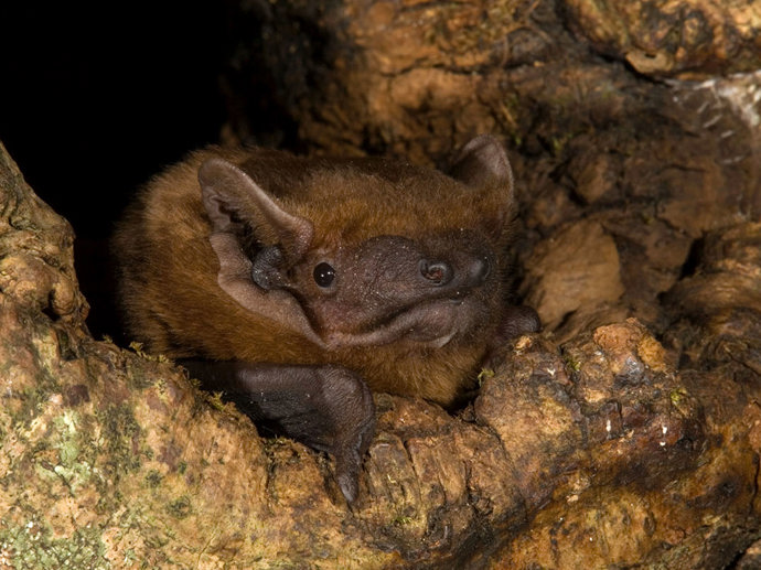 Daubenton s Bat Myotis Daubentonii Woodland Trust Daubenton s Bat Myotis Daubentonii Woodland Trust