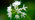 Wild garlic close-up