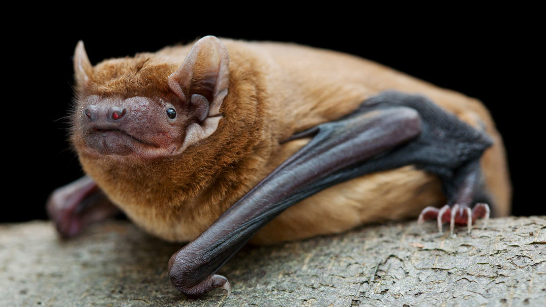 Noctule bat resting on a branch
