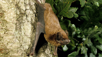 Noctule bat resting on an oak tree Noctule bat resting on an oak tree