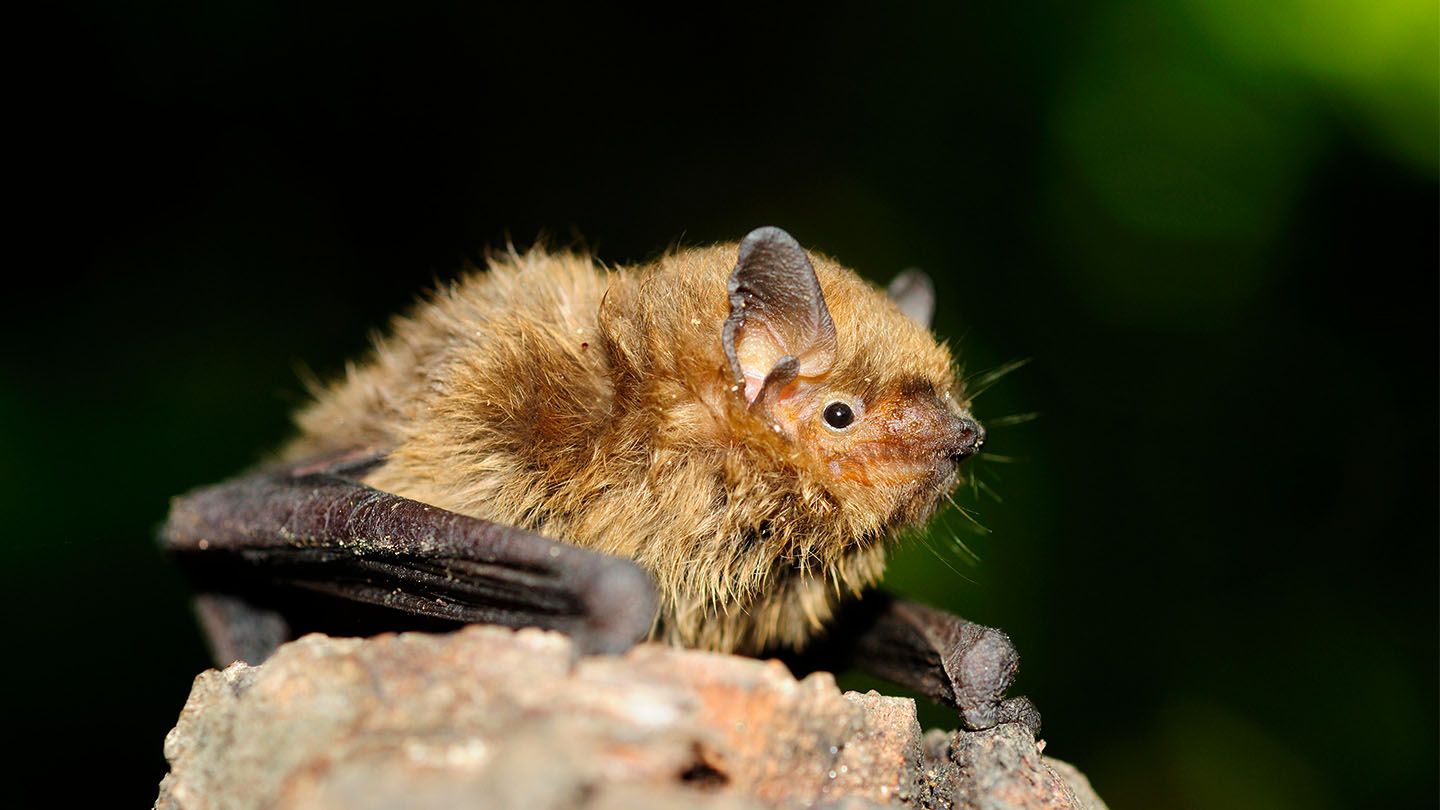 Serotine Bat (Eptesicus serotinus) - Woodland Trust