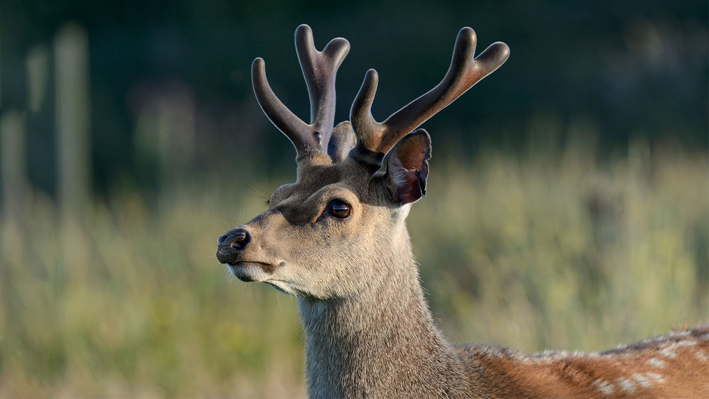 Sika Deer (Cervus nippon) - Woodland Trust