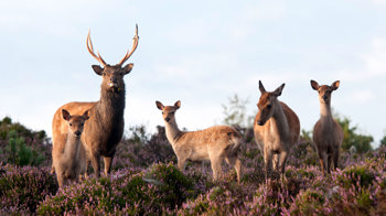 Sika deer, stag hide and young in flowering heather