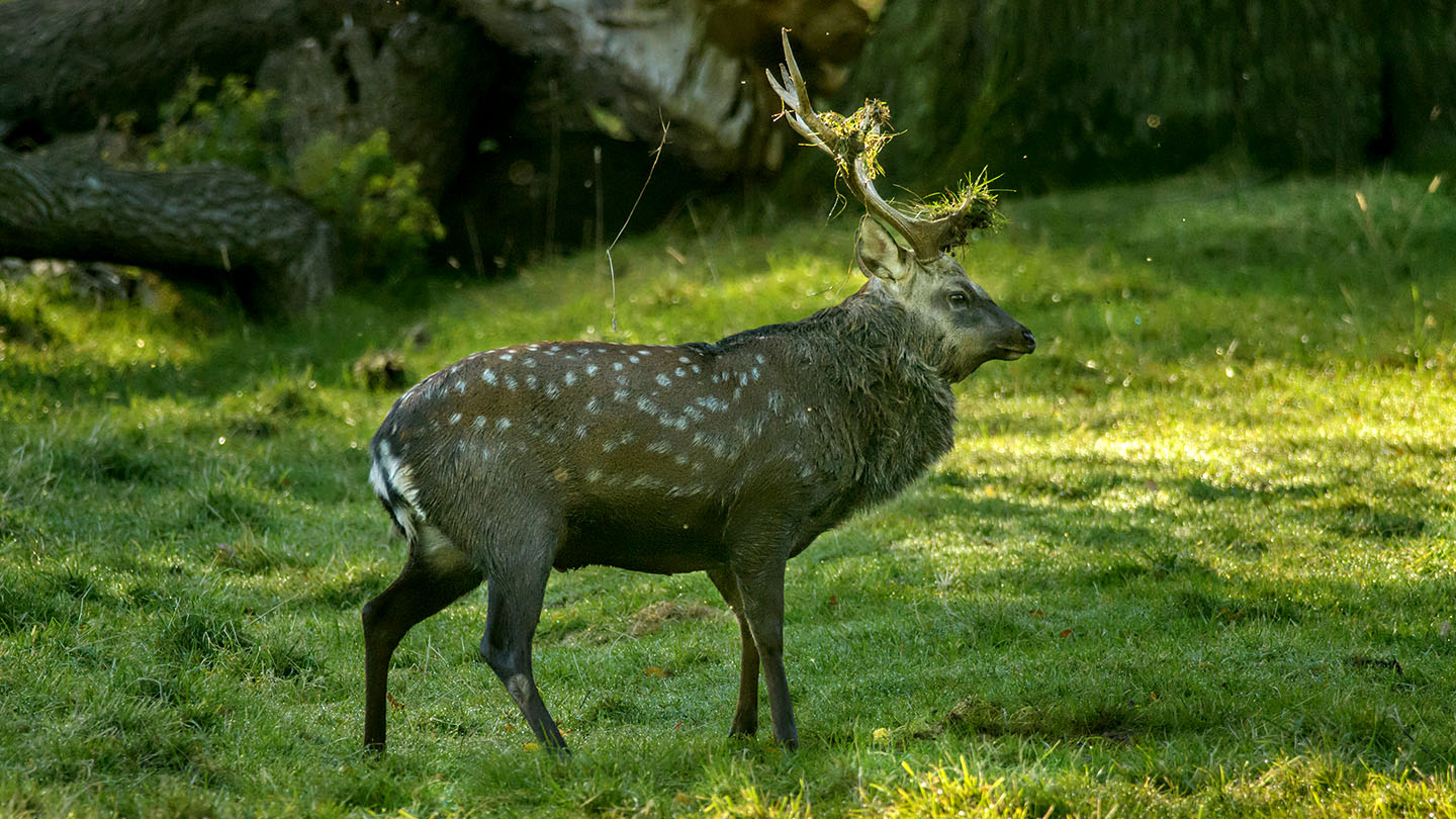 Sika Deer (Cervus nippon) Woodland Trust