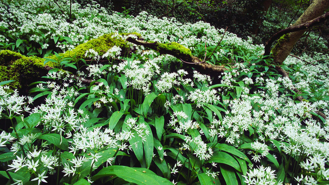 Wild garlic covering woodland