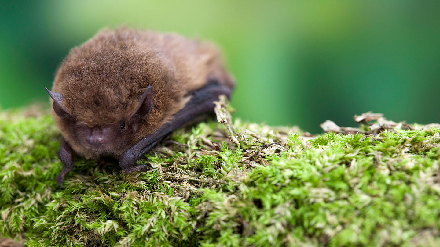 Soprano Pipistrelle Bat (P. pygmaeus) Woodland Trust