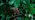 Soprano pipistrelle bat flying in front of an oak