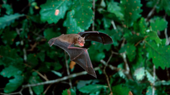 Soprano pipistrelle bat flying in front of an oak Soprano pipistrelle bat flying in front of an oak