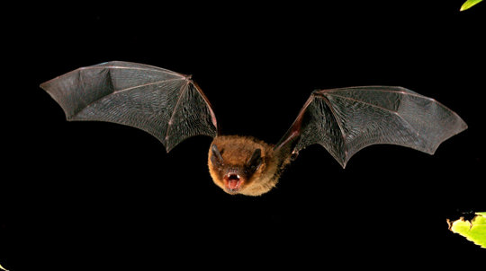 Soprano pipistrelle bat flying at night baring teeth