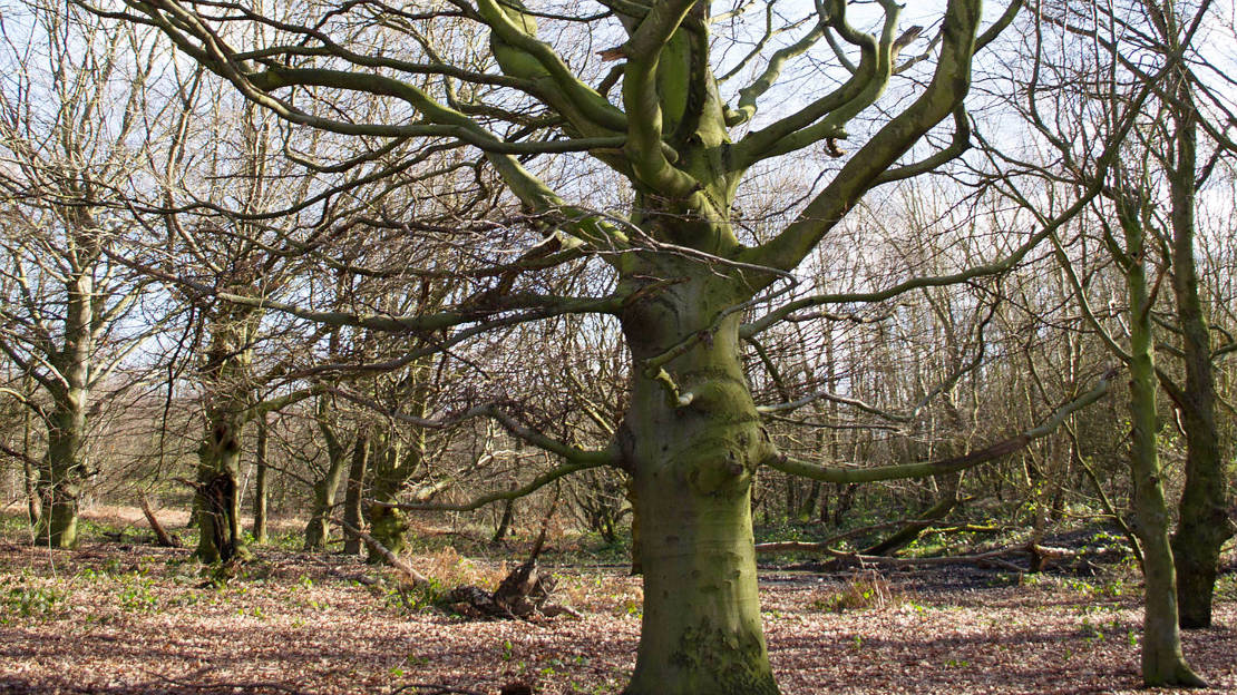 Autumnal view of multi-branched ancient in well populated woodland