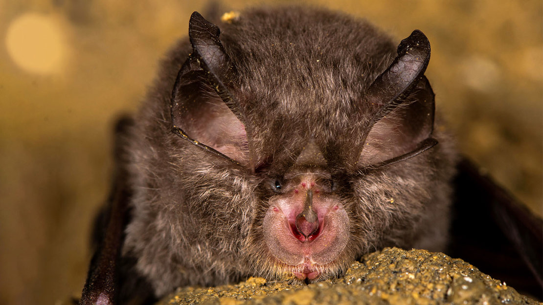 Lesser Horseshoe Bat Rhinolophus Hipposideros Woodland Trust lesser-horseshoe-bat-rhinolophus-hipposideros-woodland-trust