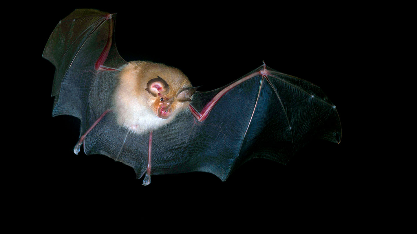 Lesser Horseshoe Bat (Rhinolophus hipposideros) Woodland Trust