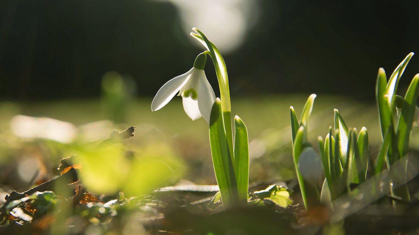 snowdrop galanthus nivalis  british plants  woodland trust
