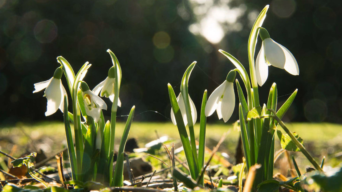 Snowdrop in the sunlight