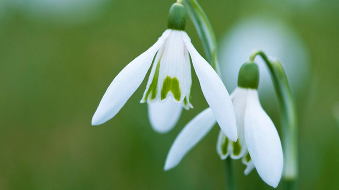Snowdrop close-up