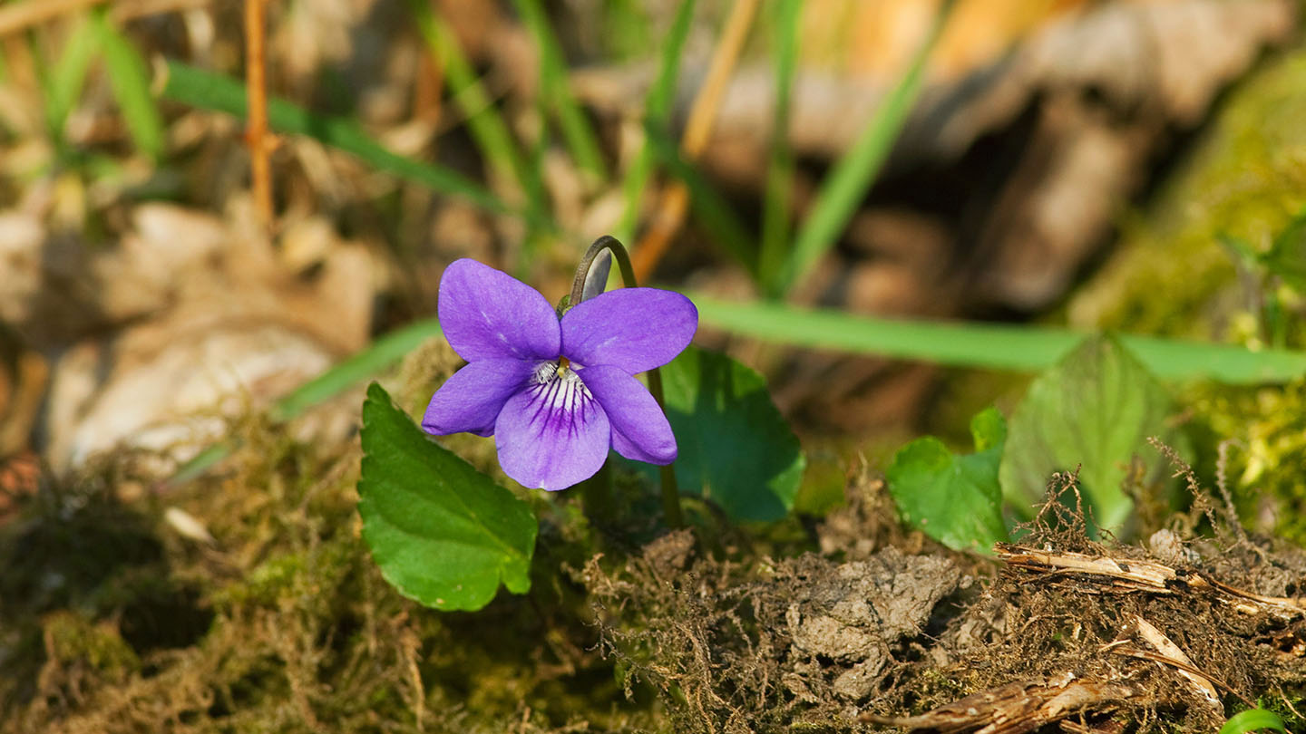Sweet Violet (Viola odorata) British Plants Woodland Trust