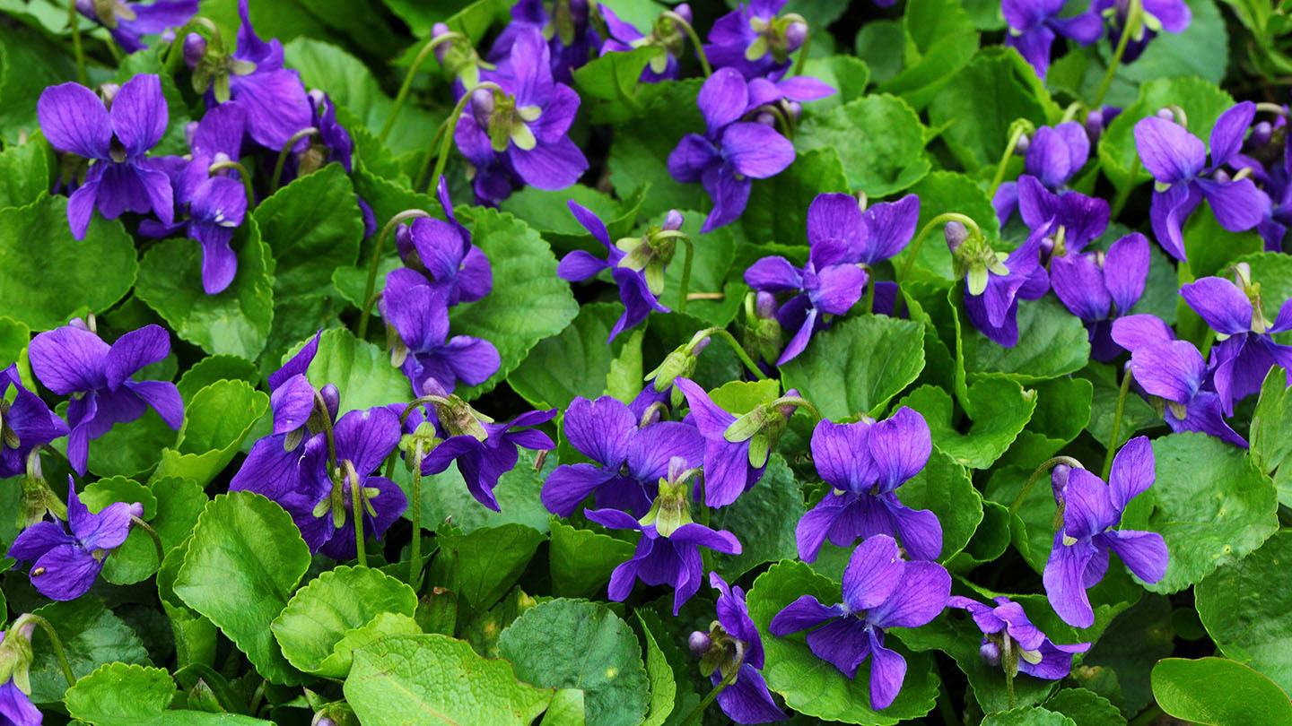 Blue Violet Flower