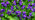 Sweet violet close-up