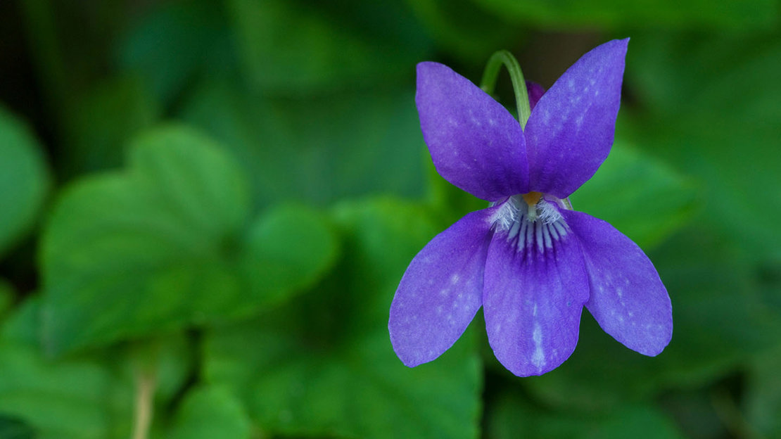 Sweet Violet Viola Odorata British Plants Woodland Trust sweet-violet-viola-odorata-british-plants-woodland-trust