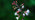 Enchanter's nightshade flowers and seedpods close-up
