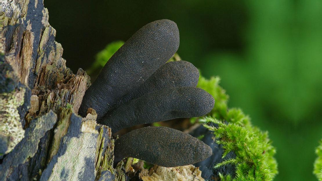 Dead man's fingers