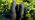 Dead man's fingers